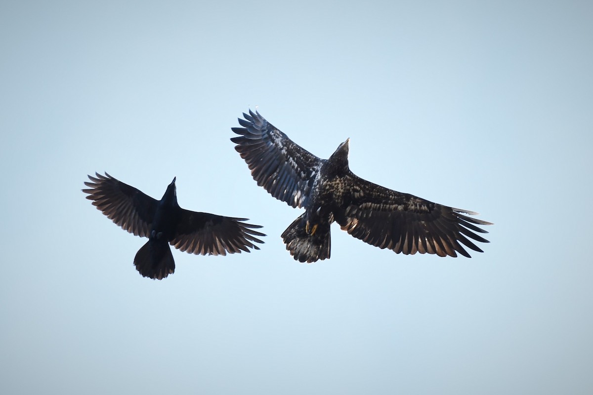 Common Raven - Timothy Piranian