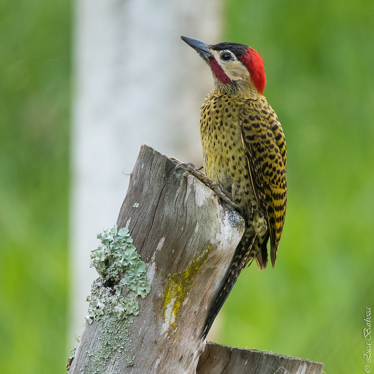 Green-barred Woodpecker - ML496437121
