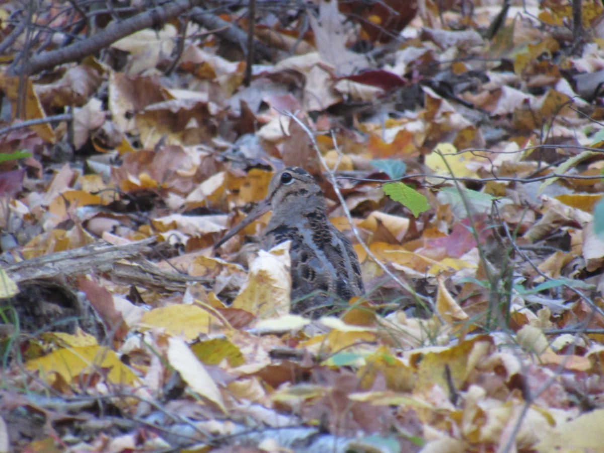 American Woodcock - ML496437151