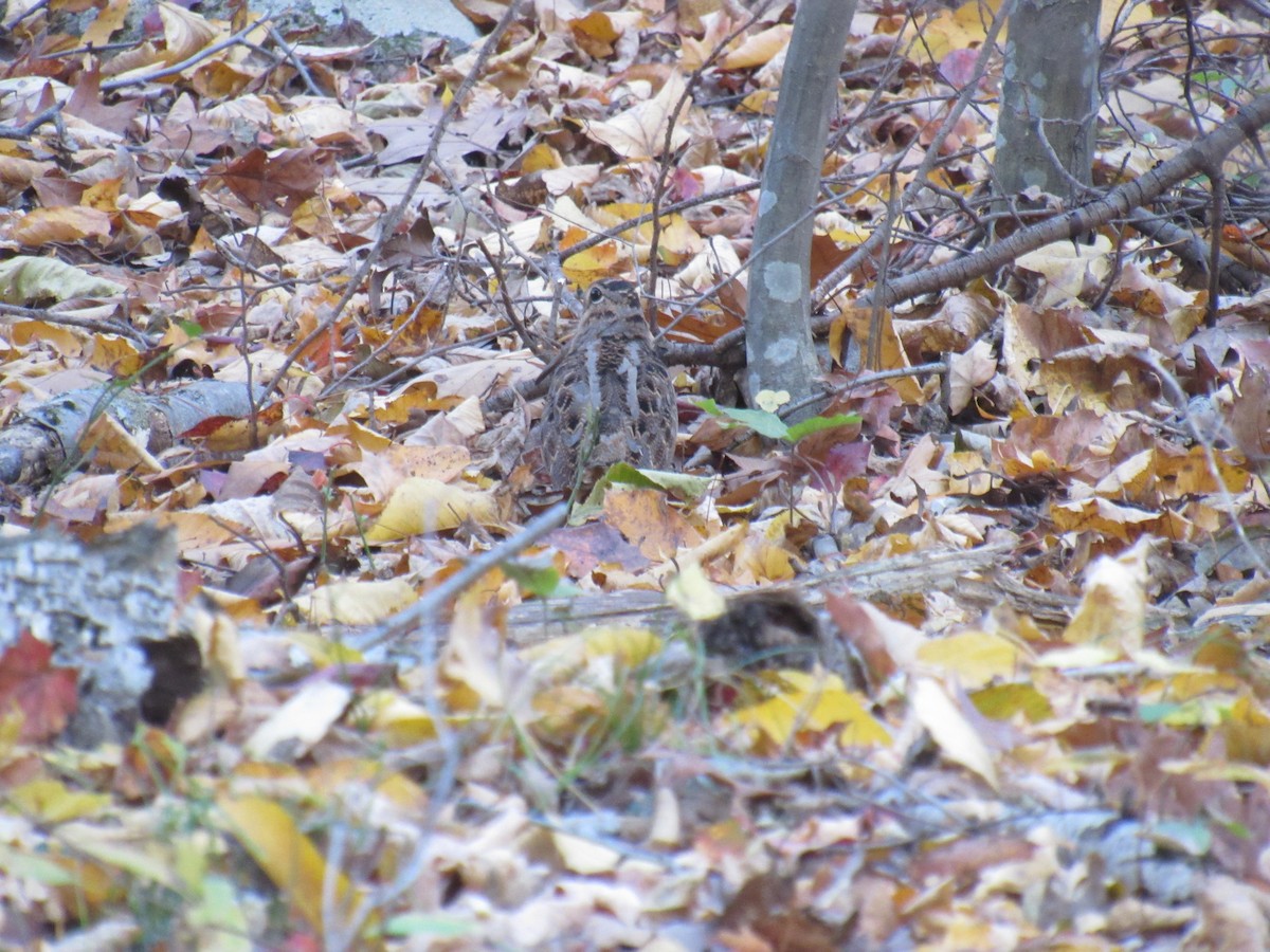 American Woodcock - ML496437161