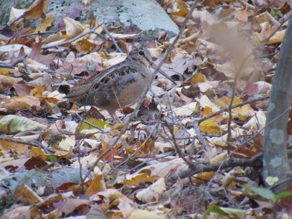 American Woodcock - ML496437171