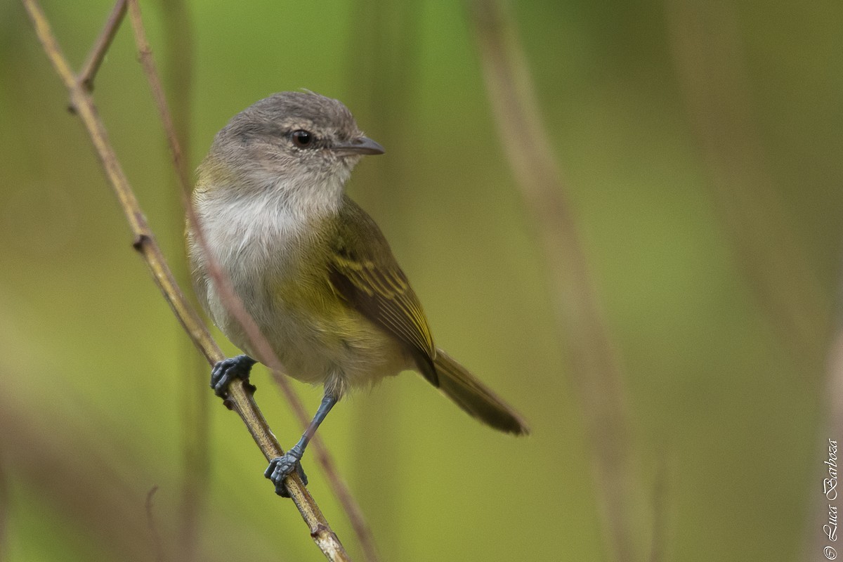 Gray-capped Tyrannulet - ML496437571