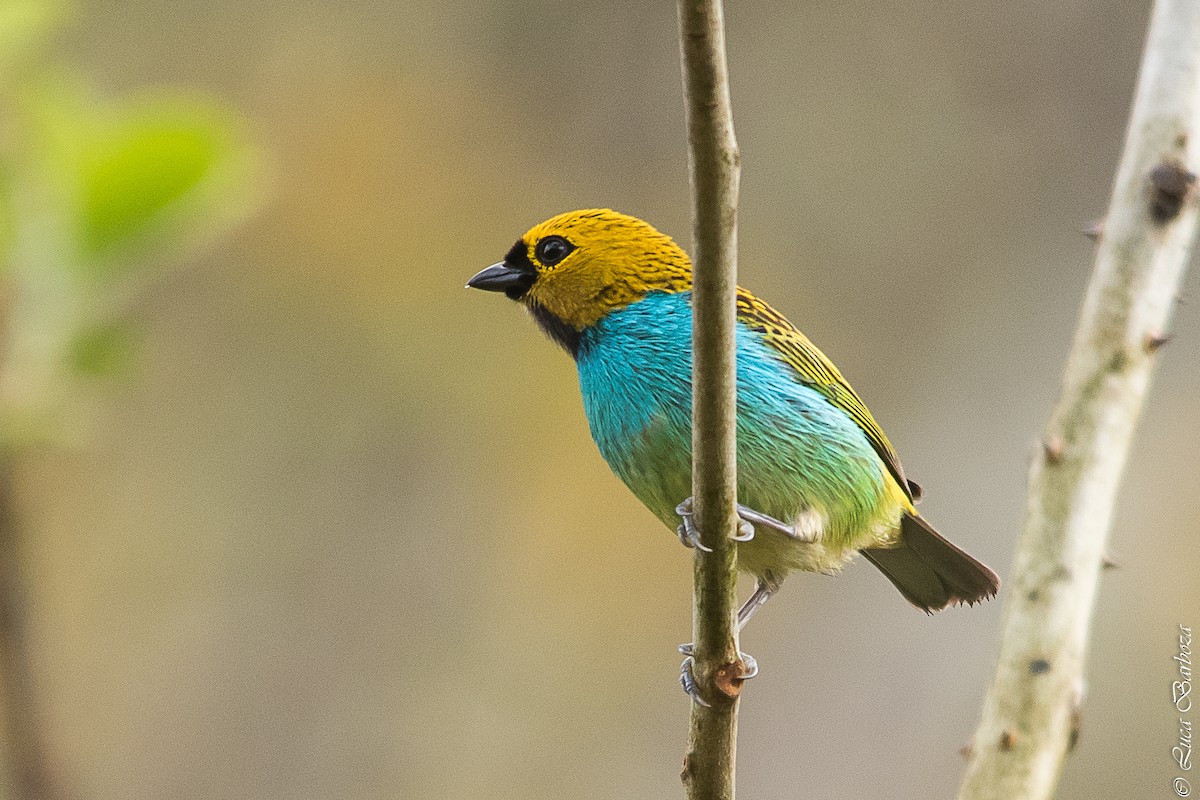 Burnished-buff Tanager - ML496437771