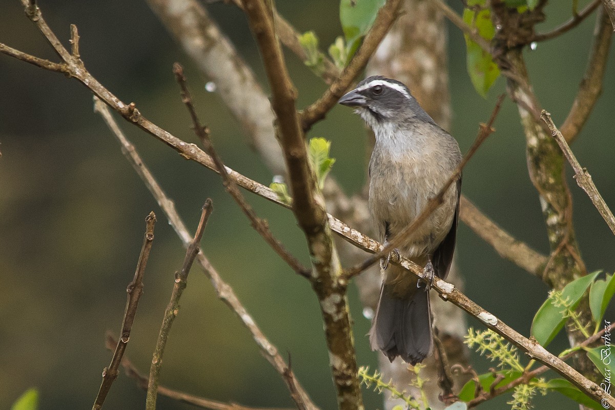 Green-winged Saltator - ML496437941