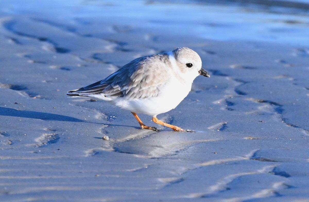 Piping Plover - ML496438621