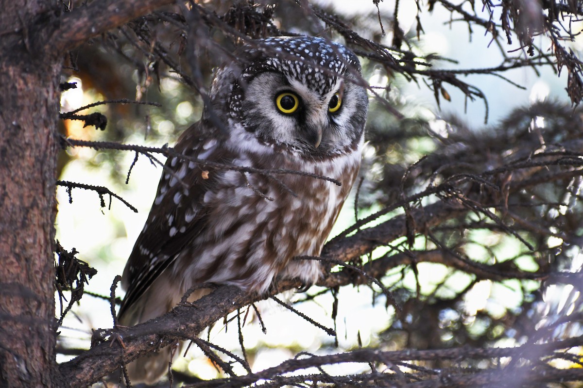 Boreal Owl - ML496438731