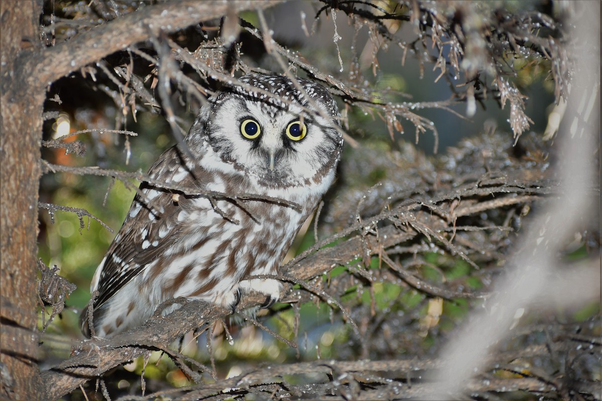 Boreal Owl - ML496438741