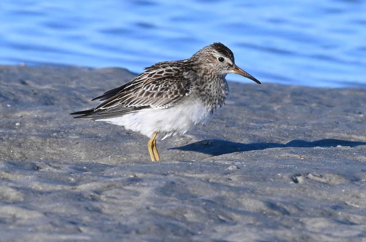 Pectoral Sandpiper - ML496438841