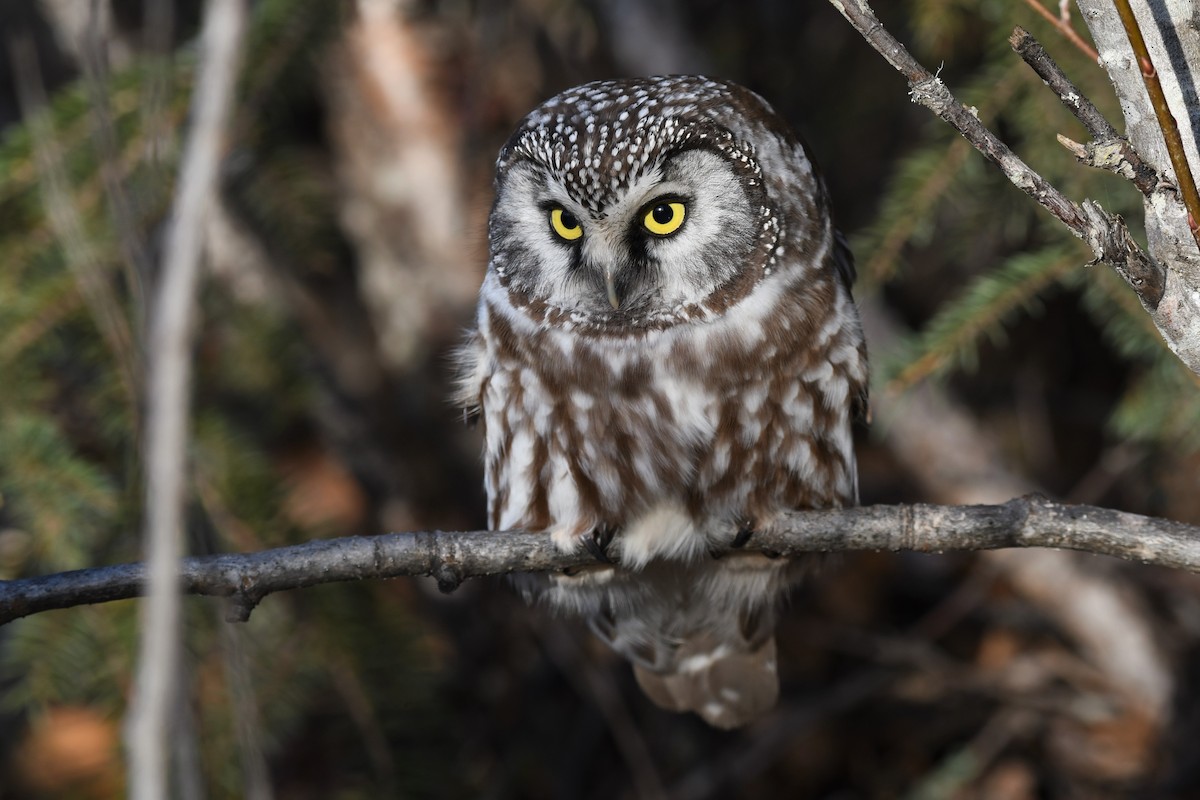 Boreal Owl - ML496438941