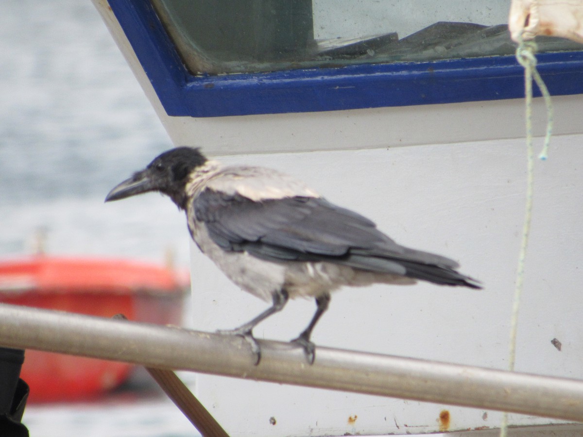 Hooded Crow - ML496440241