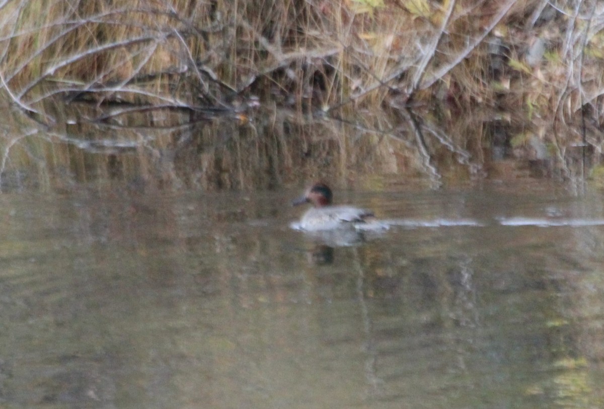 Green-winged Teal - ML496440651