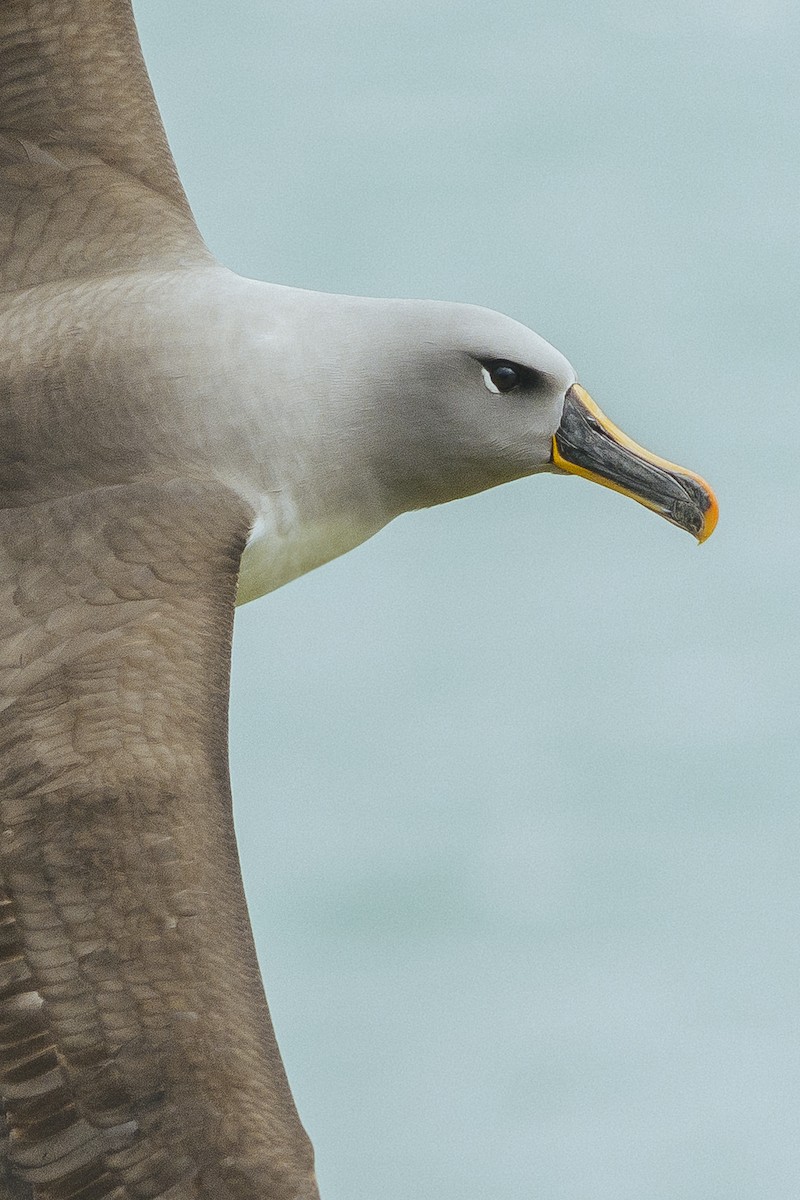 albatros šedohlavý - ML496441481