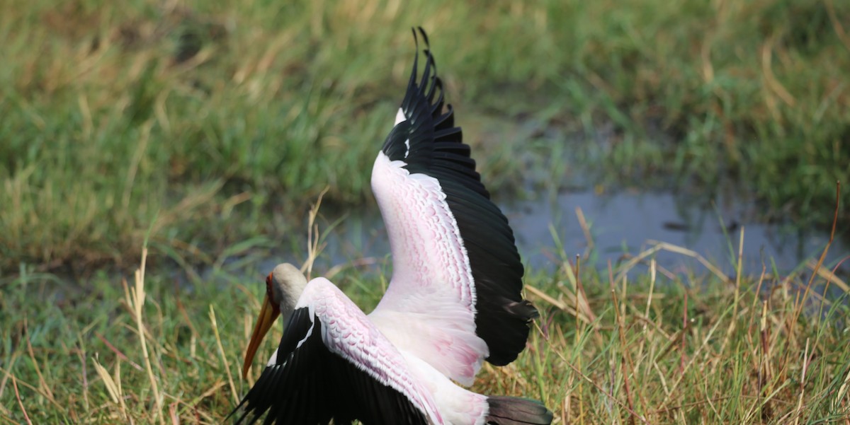 Yellow-billed Stork - ML496441611