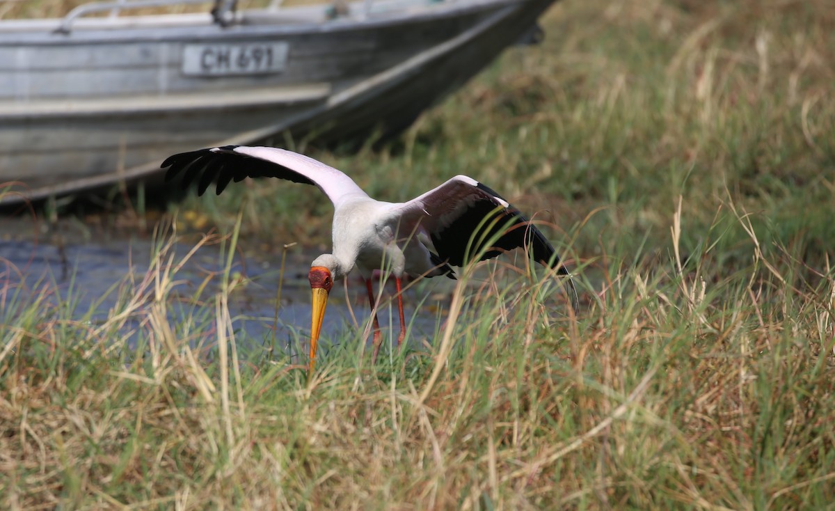 Yellow-billed Stork - ML496441621