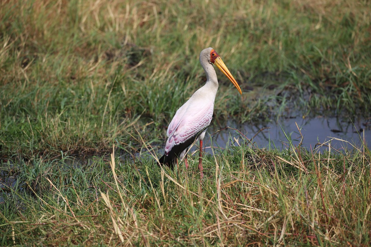 Yellow-billed Stork - ML496441631