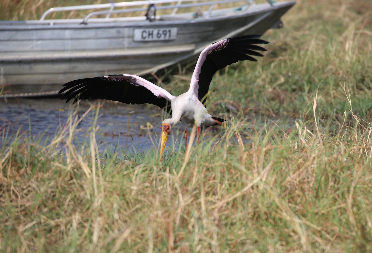 Yellow-billed Stork - ML496441641