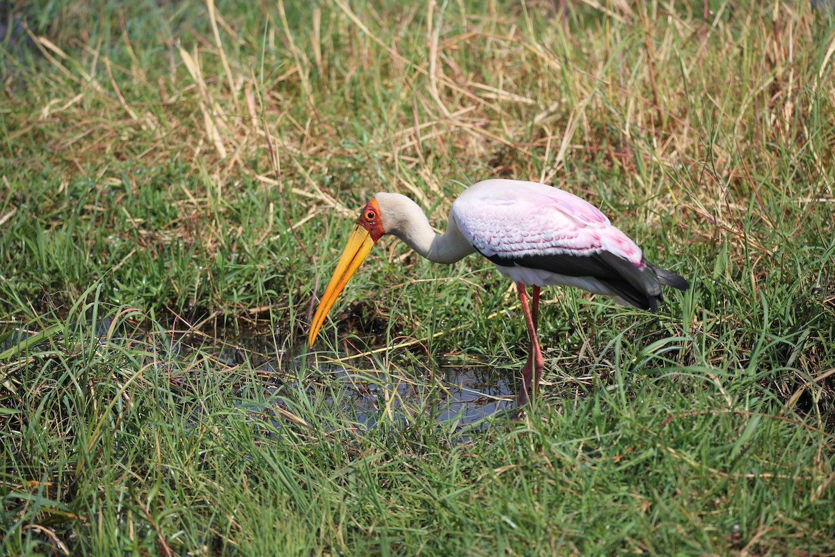 Yellow-billed Stork - Kevin Sarsfield