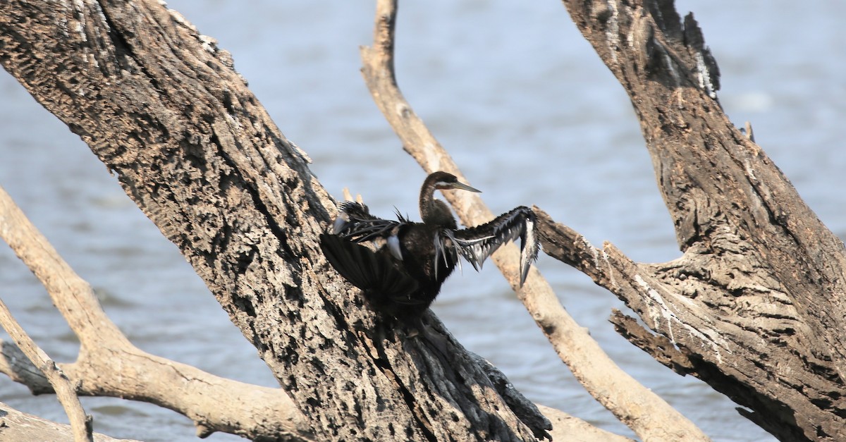 anhinga africká - ML496441861