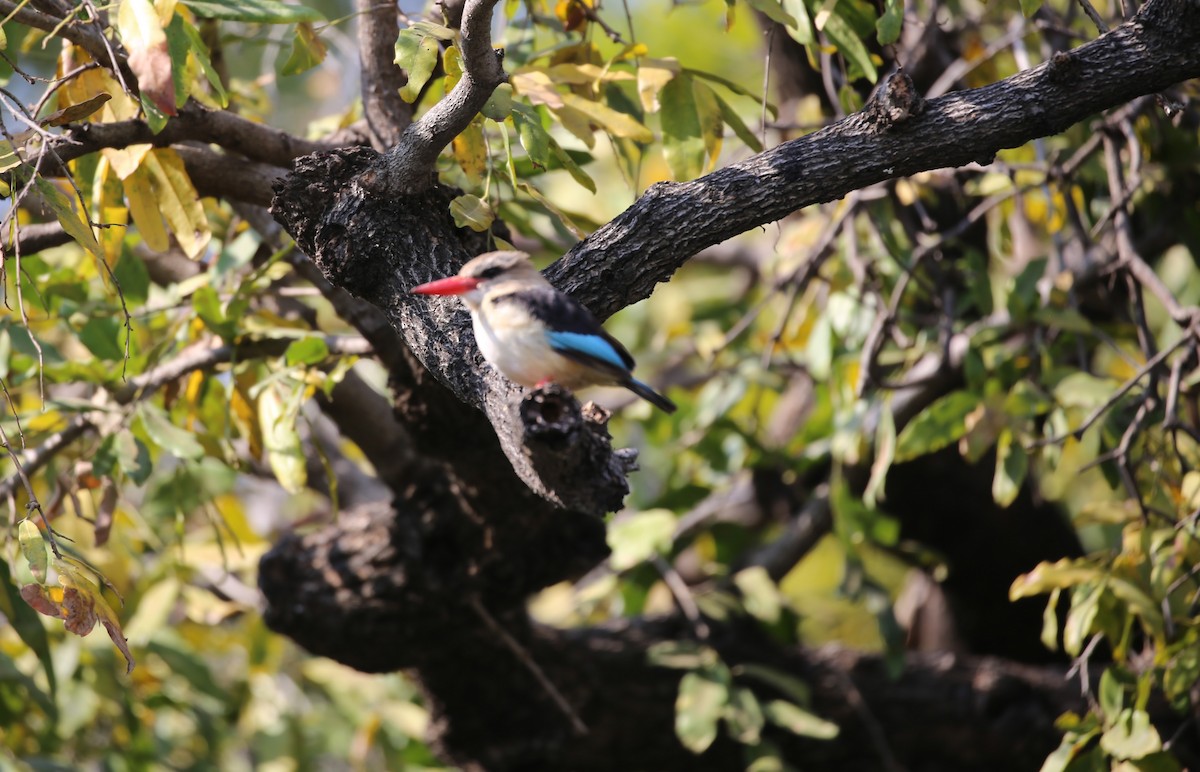 Brown-hooded Kingfisher - ML496442441