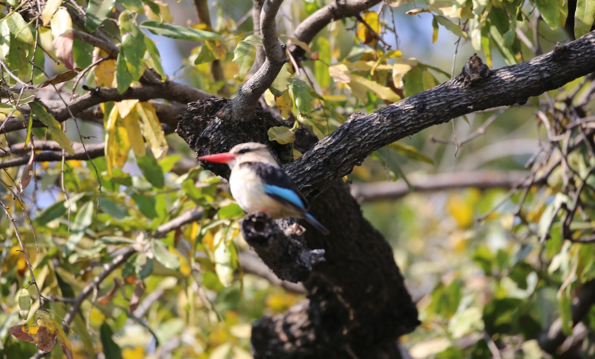 Brown-hooded Kingfisher - Kevin Sarsfield