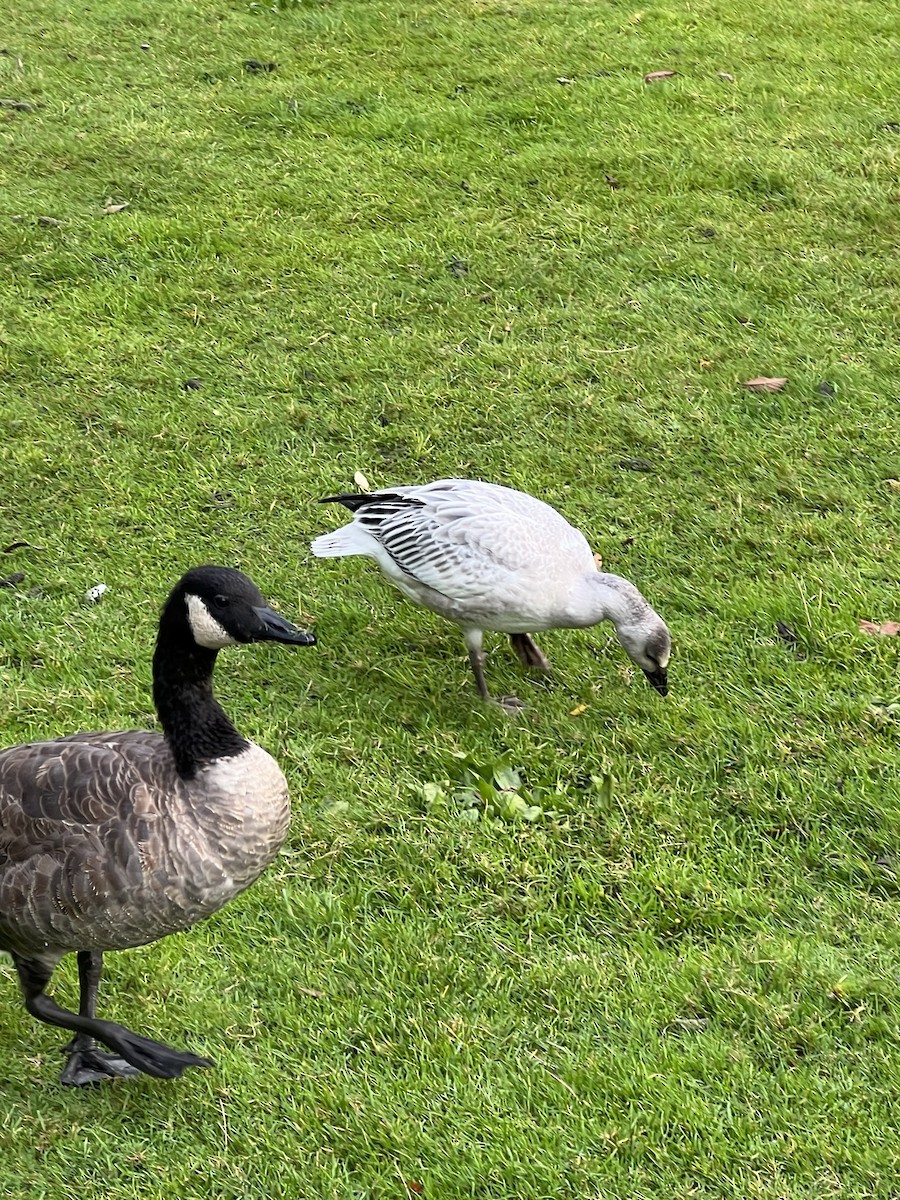 Oca delle nevi - ML496444591