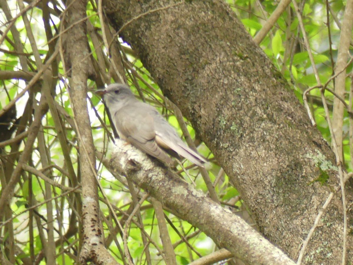 Brush Cuckoo - Andrew Sides