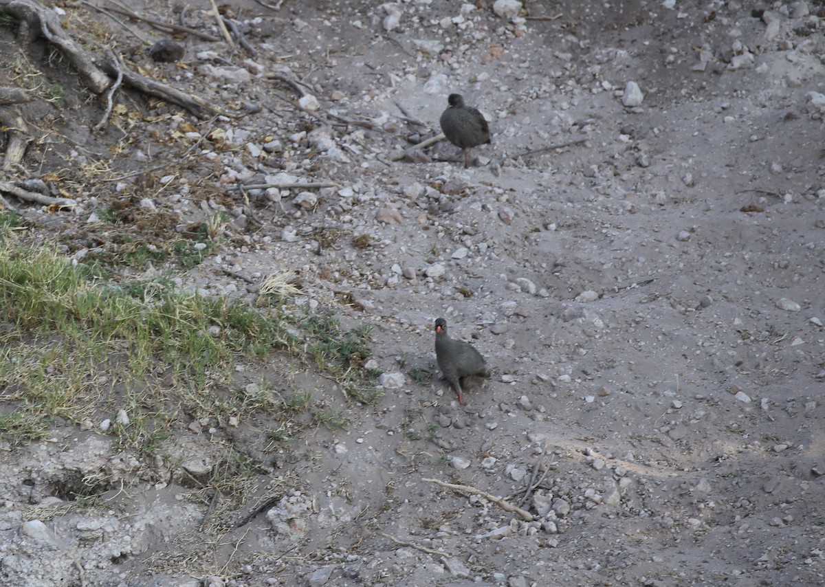 Red-billed Spurfowl - ML496446281