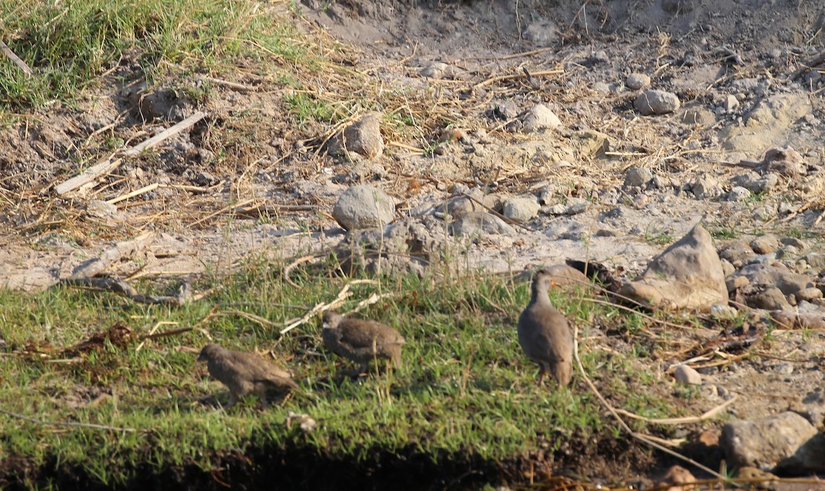 Francolin à bec rouge - ML496446291