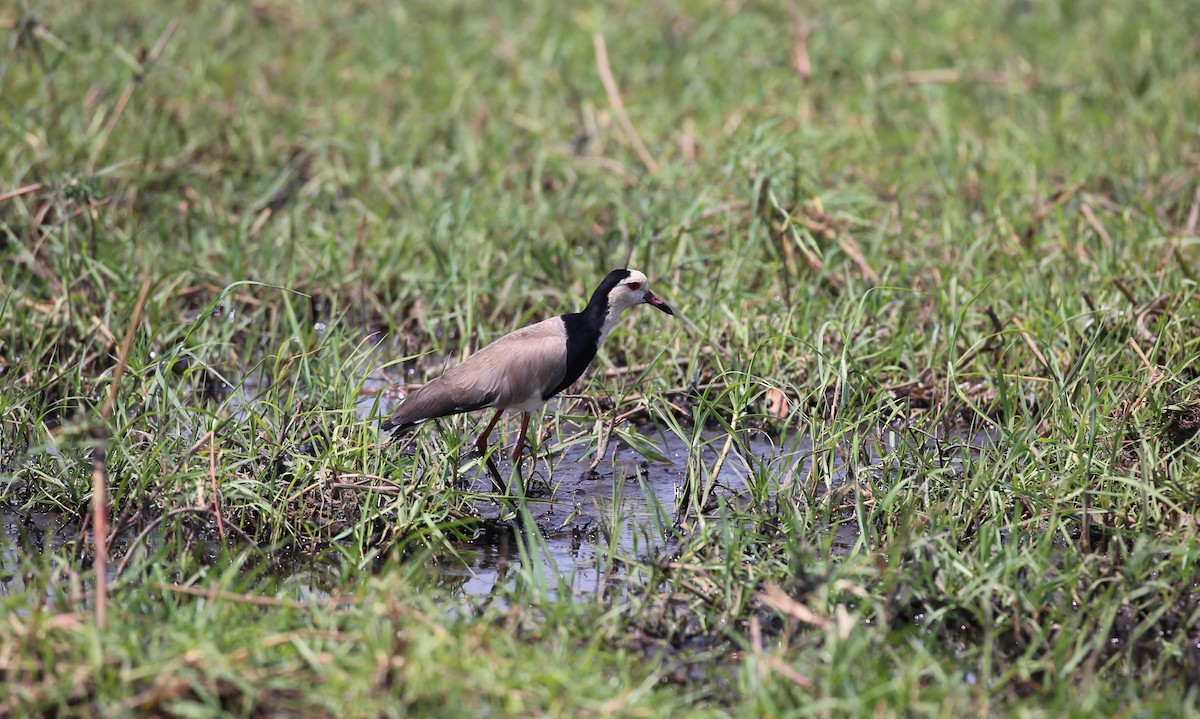 Long-toed Lapwing - ML496446661