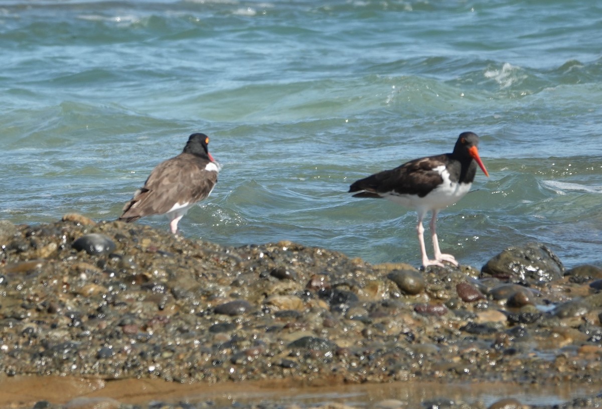 American Oystercatcher - ML496446701