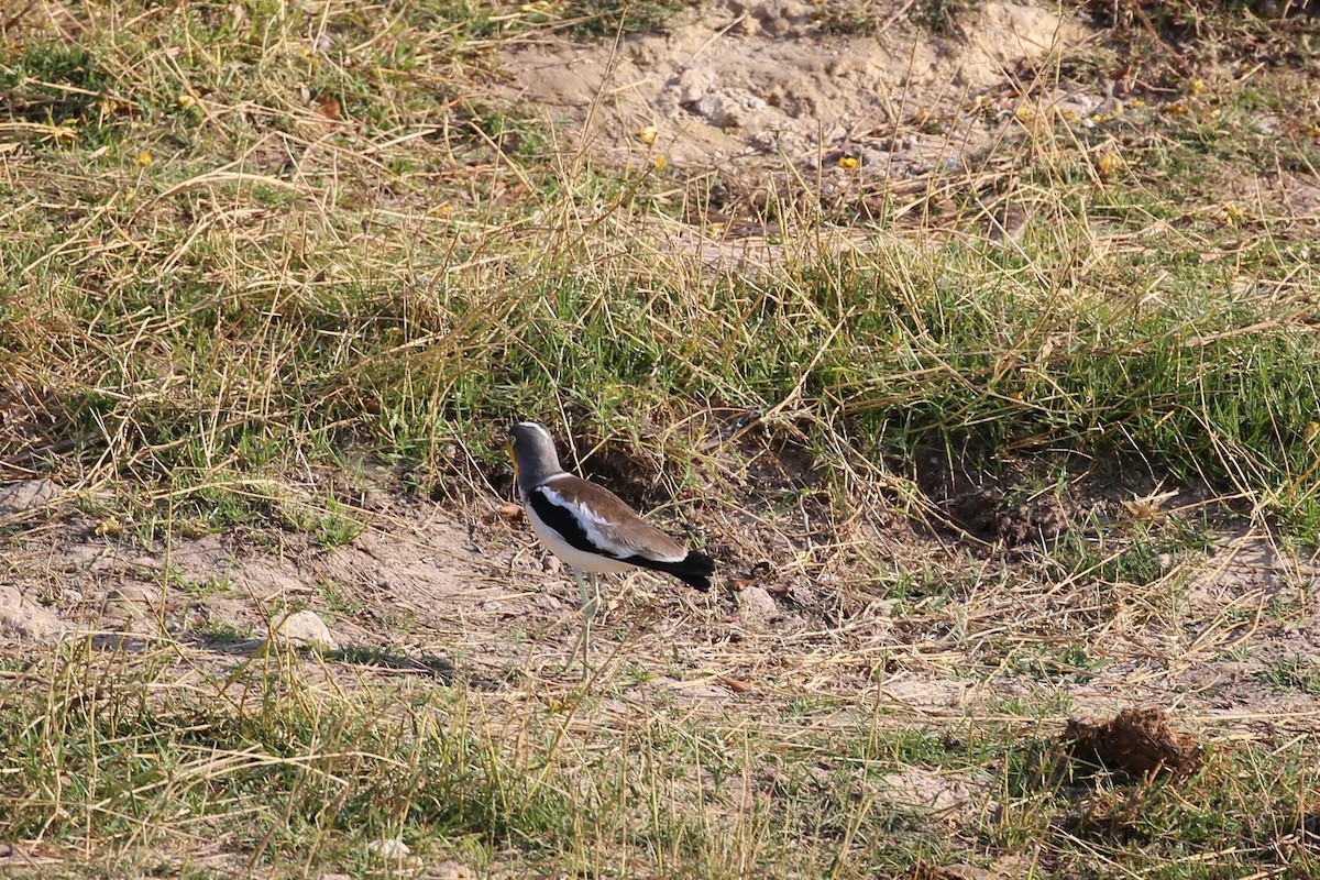 White-crowned Lapwing - ML496446721