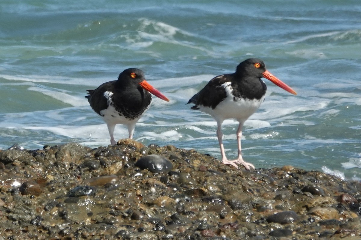 American Oystercatcher - ML496447701