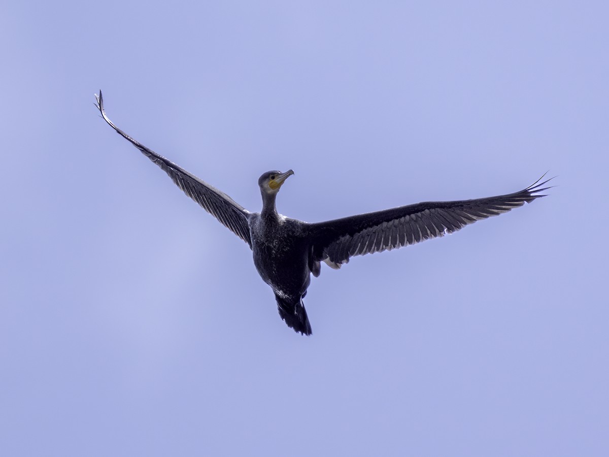 Kormoran - ML496449071