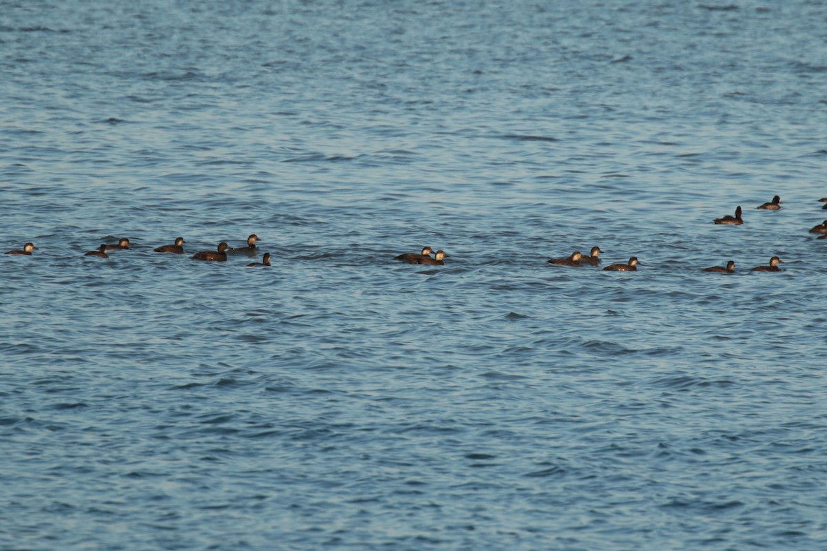 Black Scoter - ML496449461