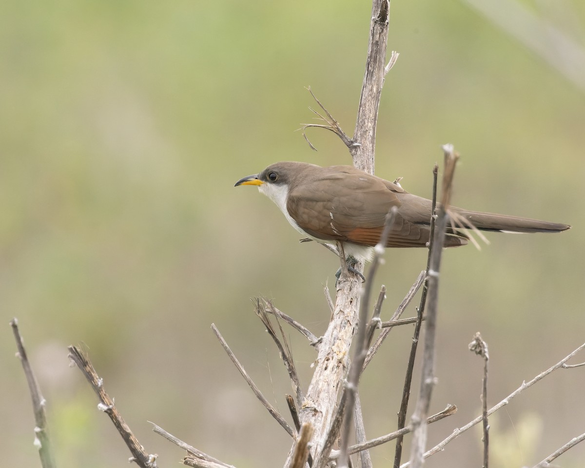 Yellow-billed Cuckoo - Mark & Teri McClelland