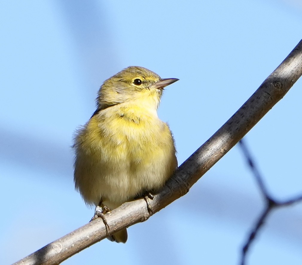 Pine Warbler - ML496453201