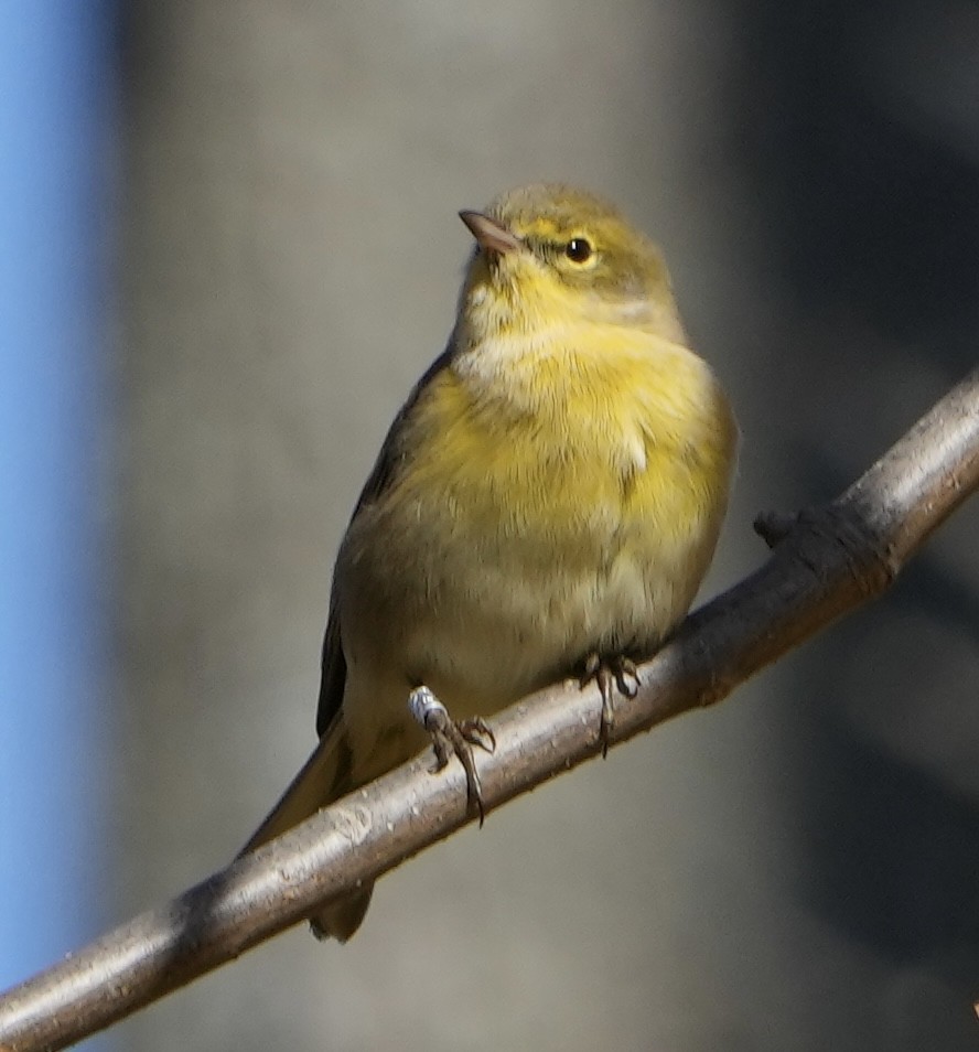 Pine Warbler - ML496453211