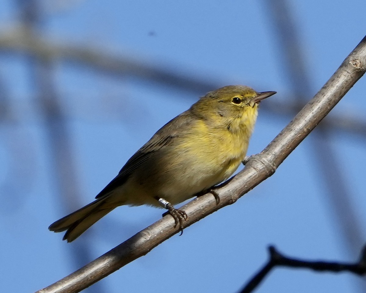 Pine Warbler - ML496453221