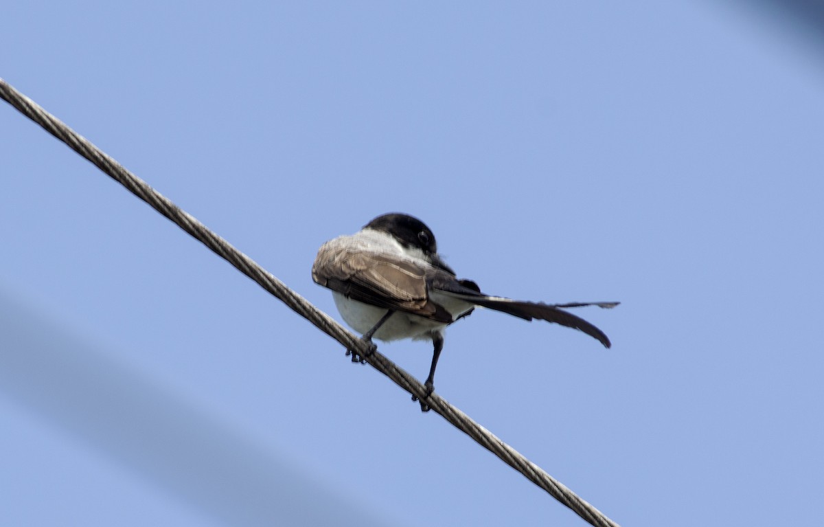 Fork-tailed Flycatcher - ML496455131