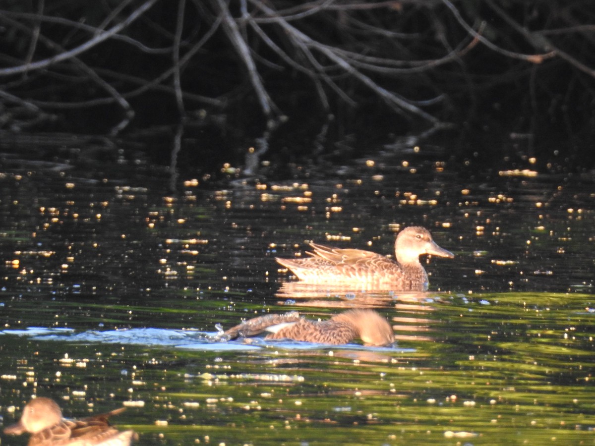 Blue-winged Teal - ML496455291