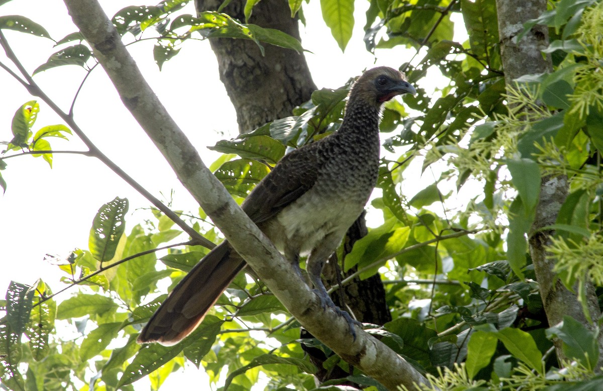 East Brazilian Chachalaca - ML496455381