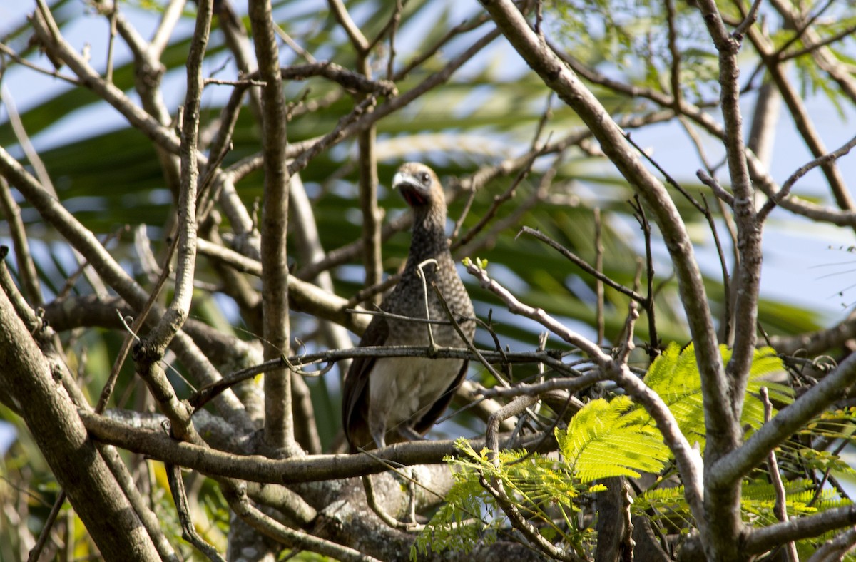 East Brazilian Chachalaca - ML496455391