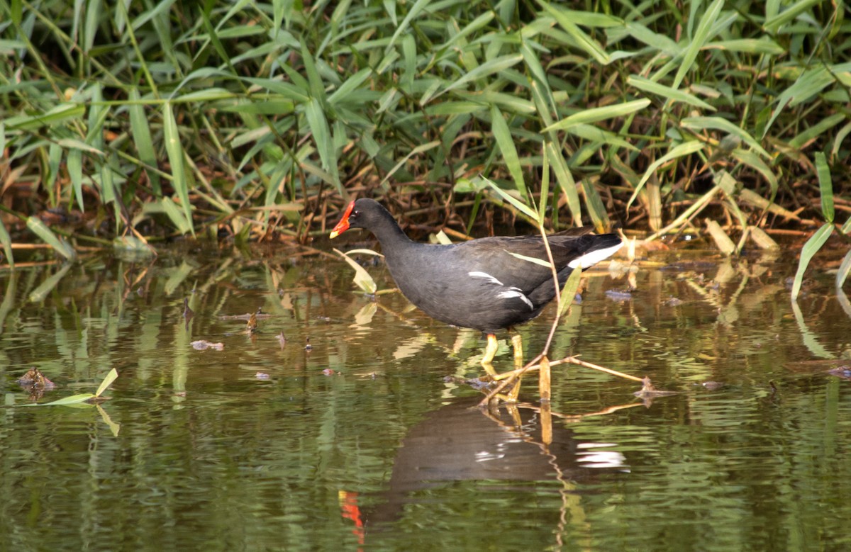 Common Gallinule - ML496455561