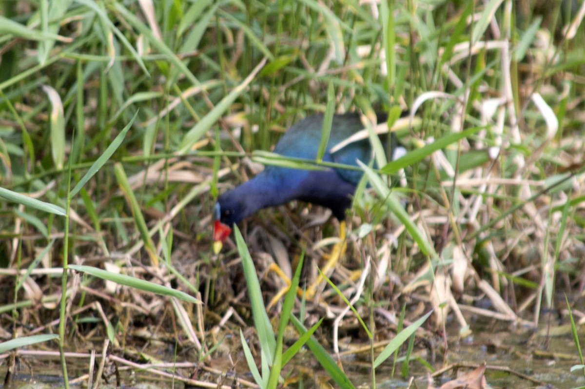Purple Gallinule - ML496455661