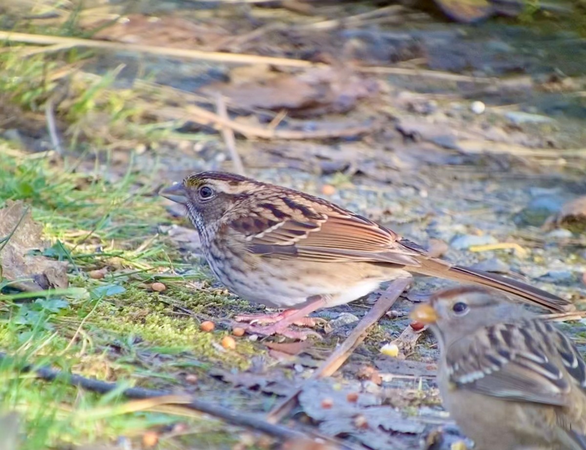 White-throated Sparrow - Detlef Buettner