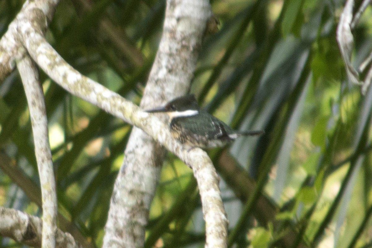 Green Kingfisher - ML496455911