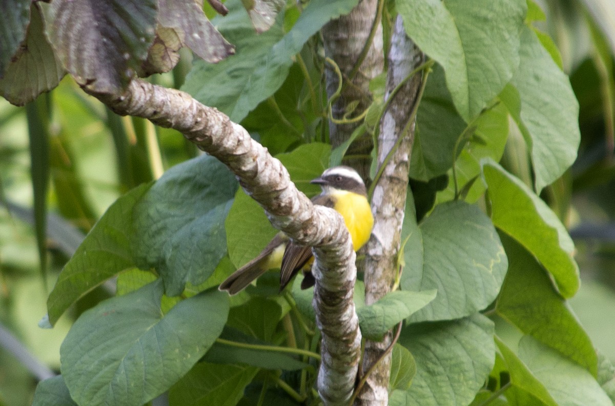 Social Flycatcher - ML496455931