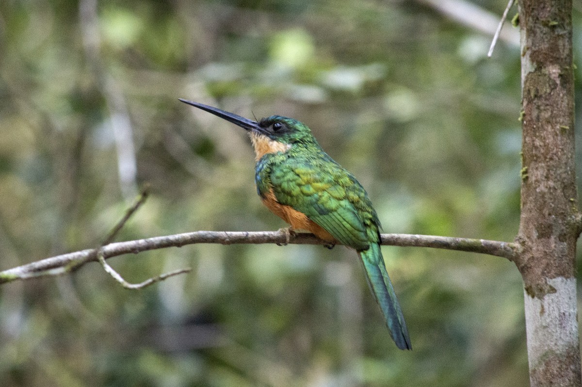 Rufous-tailed Jacamar - ML496456181