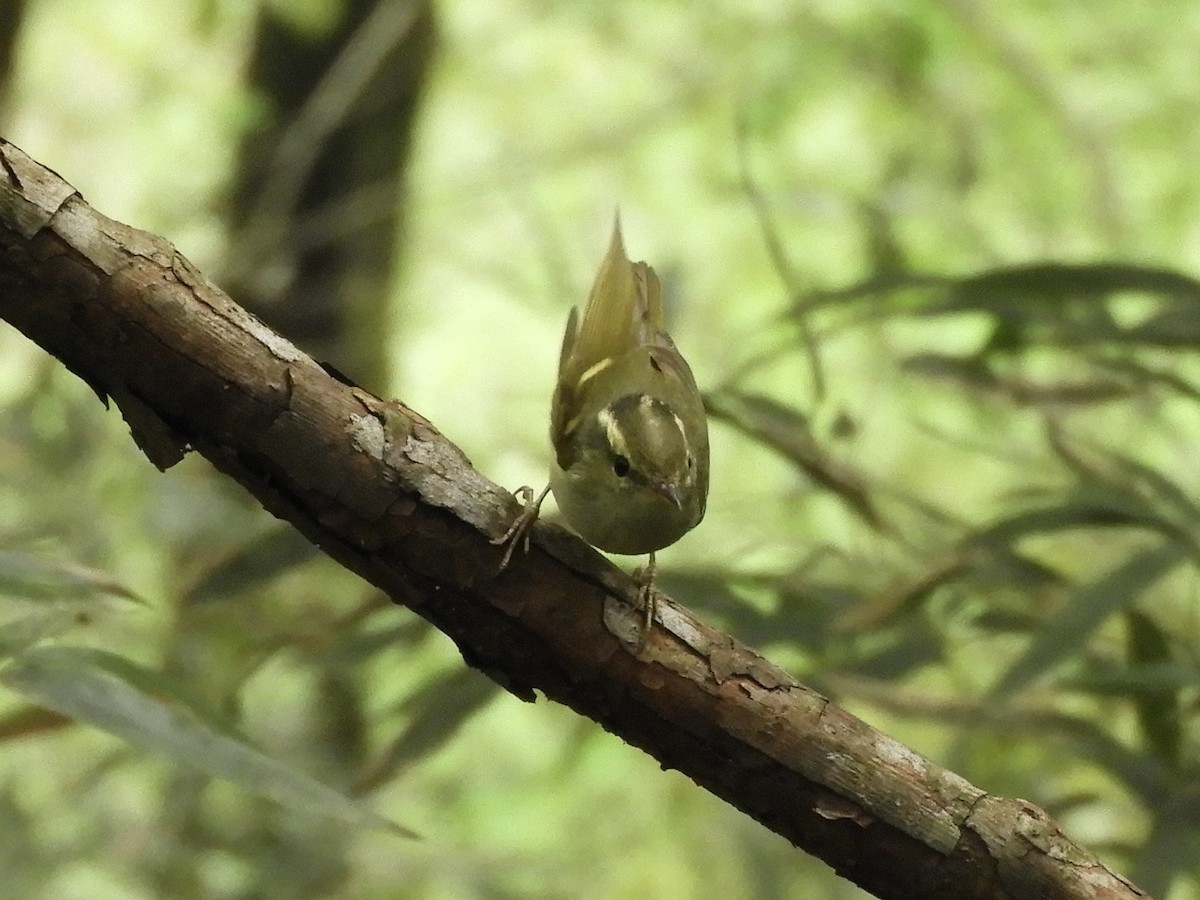 Hartert's Leaf Warbler - ML496456541