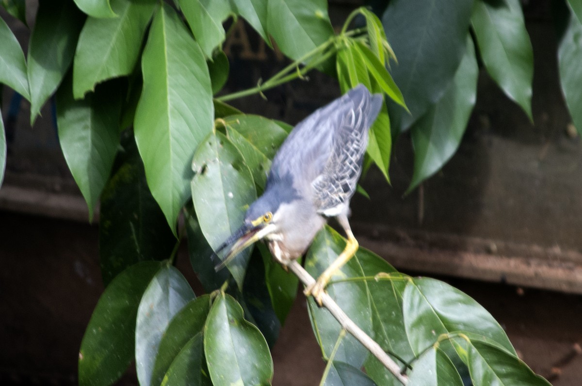 Striated Heron - ML496456591